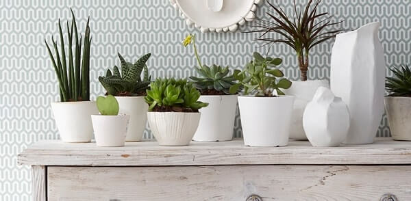 Plantas Ornamentais Para Decoração Da Sala De Estar