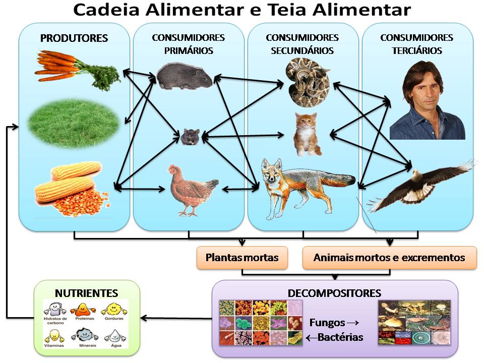 A Transferência de Energia e Matéria Entre os Seres Vivos