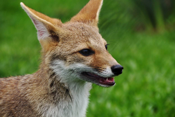 Raposa do Campo: Características e Fotos