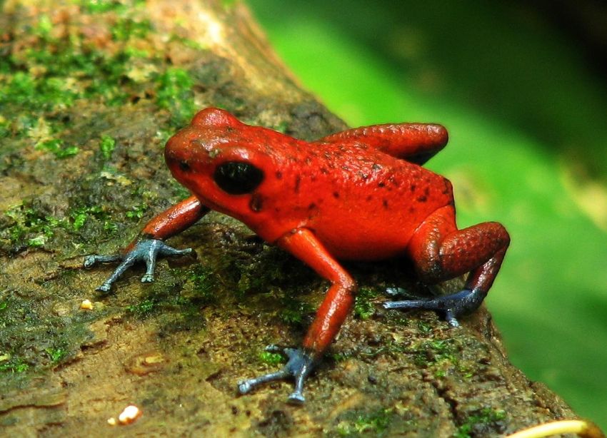 Sapo Vermelho e Preto com Fotos