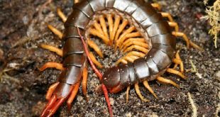 Scolopendra Subspinipes