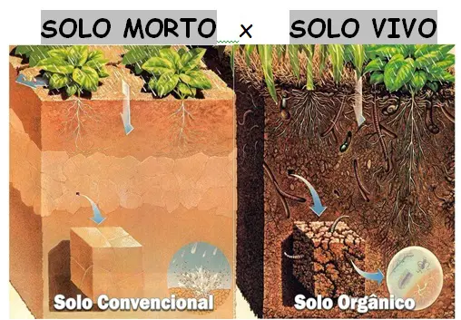 Propriedades Biológicas Do Solo Os Micróbios E A Bioturbação Do Solo Mundo Ecologia 1383