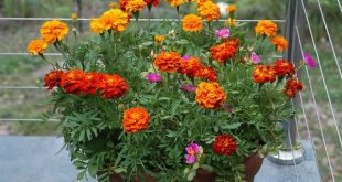 Tagetes Patula