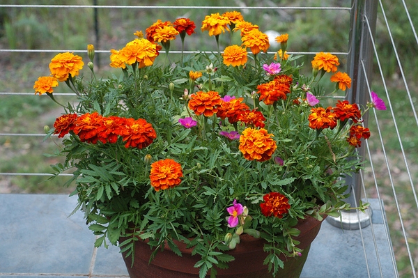 Tagetes Benefícios e Propriedades Medicinais