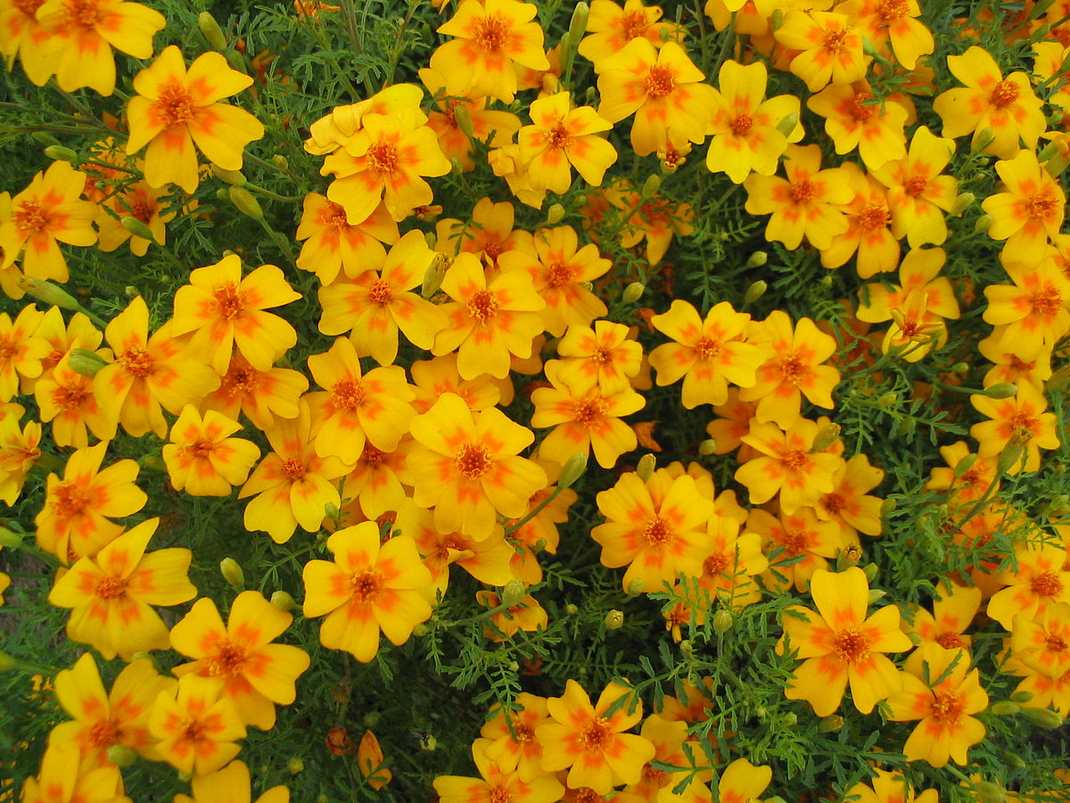 Tagetes Benefícios e Propriedades Medicinais – Mundo Ecologia