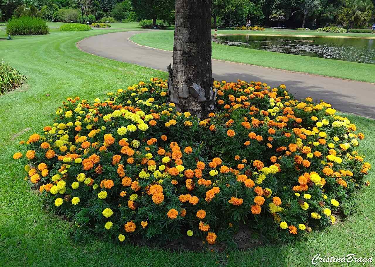 Tagetes Anão: Características e Fotos