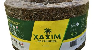 Xaxim de Palmeira