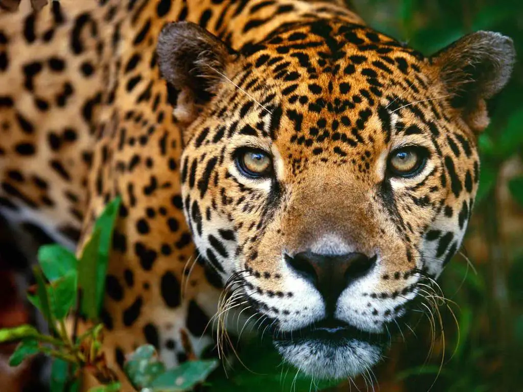 animais em extinção no mato grosso mundo ecologia