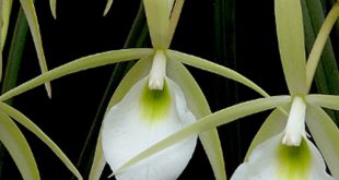 Brassavola Tuberculata