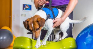 Cachorro com Hérnia de Disco tipo II de Hansen, Fazendo Tratamento