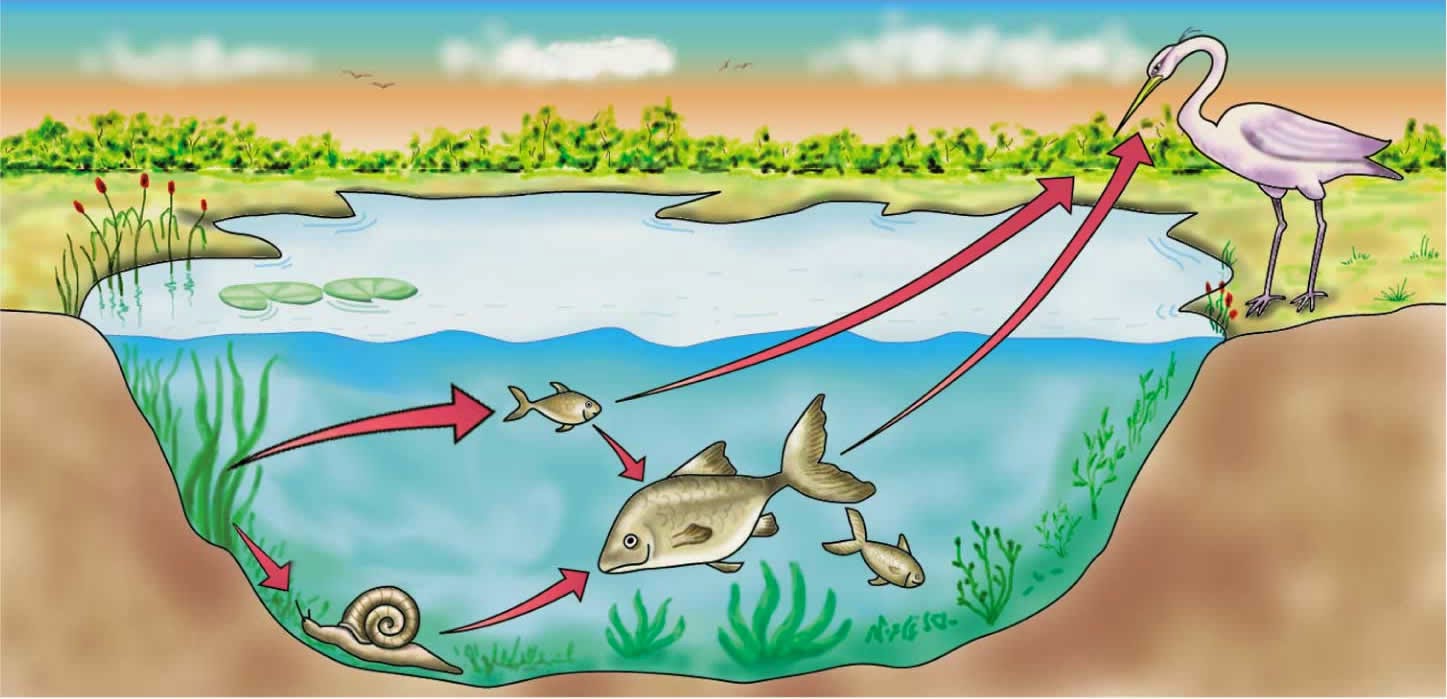 Пищевая цепь питания озера. Пищевая цепочка водоема. Цепочка озер. Пищевая цепочка озера. Цепи питания в водоеме.