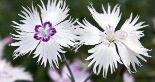 Dianthus Spiculifolius