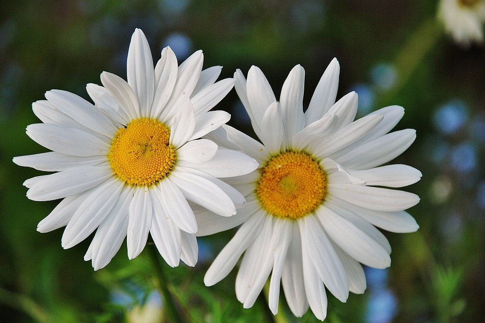 Folha da Flor Margarida