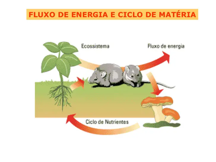 Fluxo De Matéria E Energia Nos Ecossistemas Resumo Mundo Ecologia