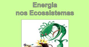 Fluxo de Matéria nos Ecossistemas