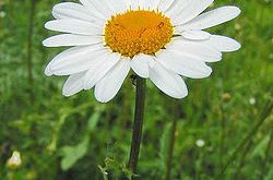 Leucanthemum Vulgare