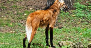 Lobo-Guará Andando Sozinho na Floresta