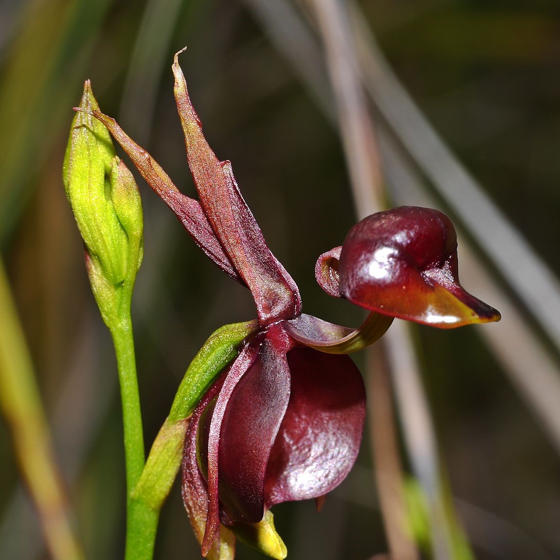 Дикая орхидея фото. Орхидея Калания. Орхидея Калеана. Калеана (Caleana Major). Орхидея «летящая уточка» (Caleana Major).