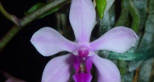 Phalaenopsis Taenialis