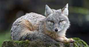 Raposa das Estepes Deitada em Uma Pedra