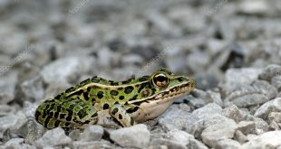 Rã-Leopardo Fotografada Nas Pedras