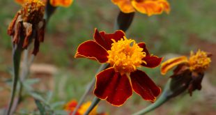 Tagetes Cravo de Defunto