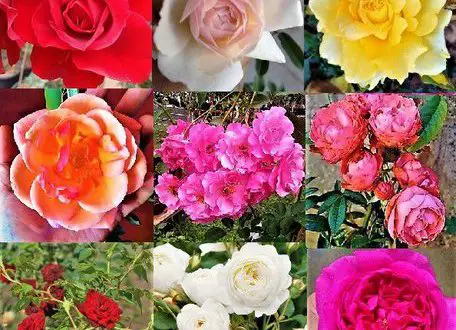 Tipos de Rosas e Espécies Representativas | Mundo Ecologia