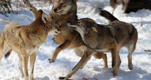 Três Lobos-Vermelhos Brincando na Neve