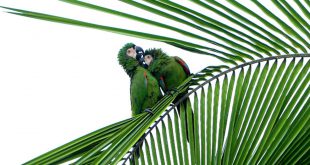 Casal de Arara Maracanã-Guaçu