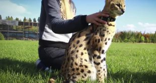 Gato Serval Com Seu Dono