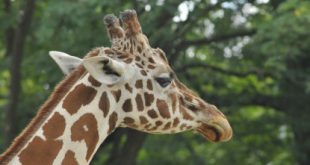 Giraffa Camelopardalis