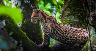 Jaguatirica em seu Habitat