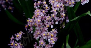 Oncidium Ornithorhynchum