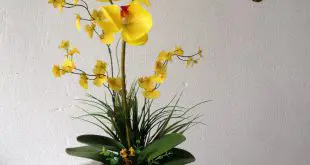 Orquídea Amarela Para Ornamentar Ambientes