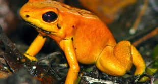 Phyllobates Terribilis