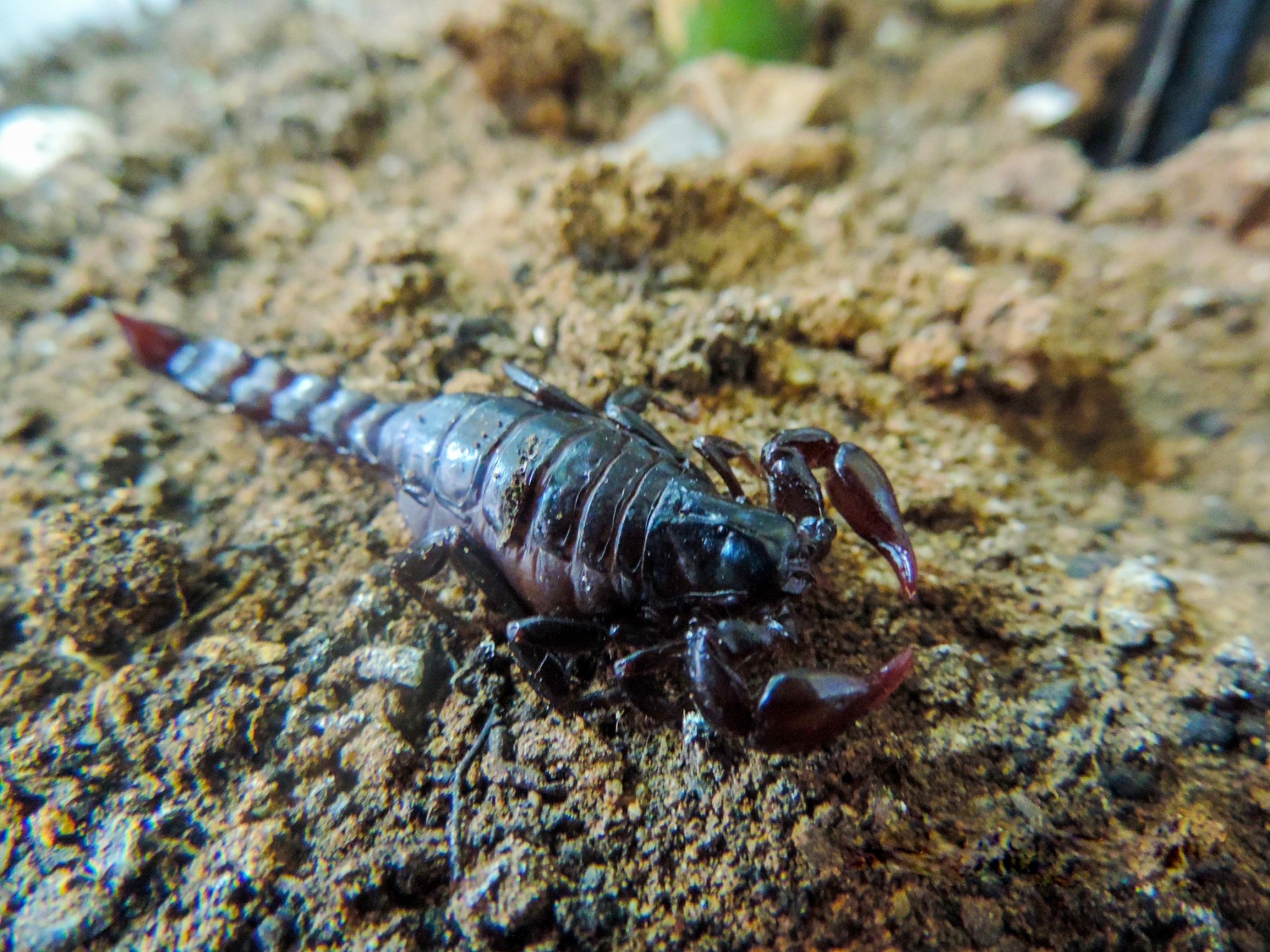 Escorpião Preto da Amazônia – Mundo Ecologia