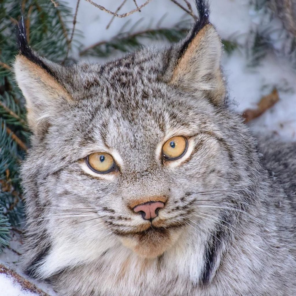 Lince do Canadá ou Lince das Neves: Fotos e Nome Científico – Mundo ...