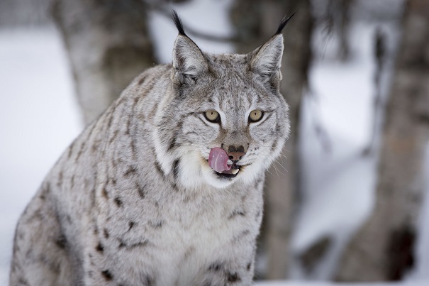 Lince do Canadá ou Lince das Neves: Fotos e Nome Científico – Mundo ...