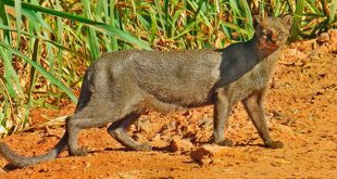 Gato Mourisco Andando na Terra Vermelha