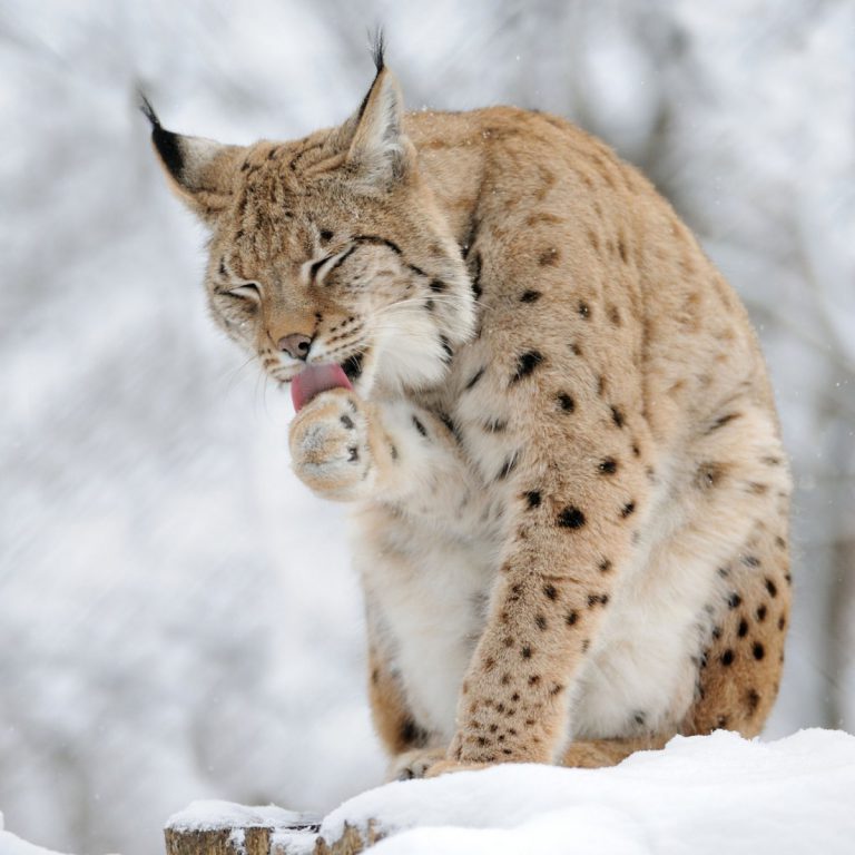 Lince do Canadá ou Lince das Neves: Fotos e Nome Científico – Mundo ...