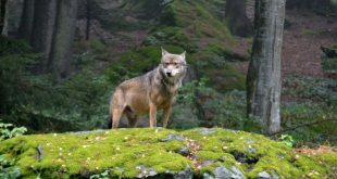 Lobo Vermelho na Floresta