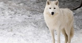 Lobo do Ártico