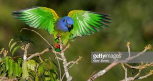 Maitaca de Cabeça Azul de Asas Abertas