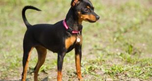 Pinscher