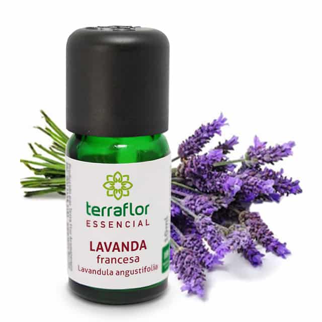 Lavanda Francesa: Benefícios, Nome Cientifico e Cultivo | Mundo Ecologia