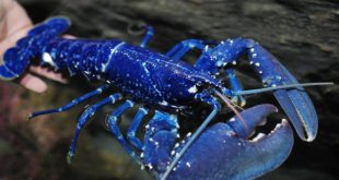 A Beleza da Lagosta Azul