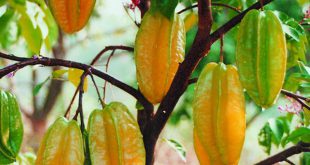 Carambola