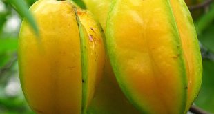 Carambola no Pé