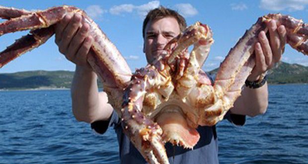 Caranguejo Gigante Do Mar Com Fotos Mundo Ecologia