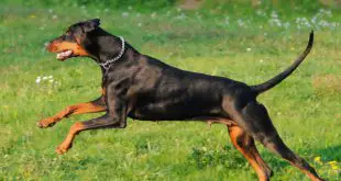 Doberman